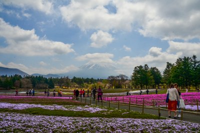 Fuji Flower Festival